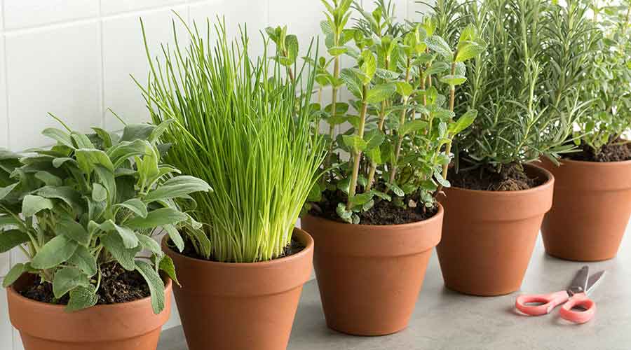 5 different fresh herbs in terracotta pots